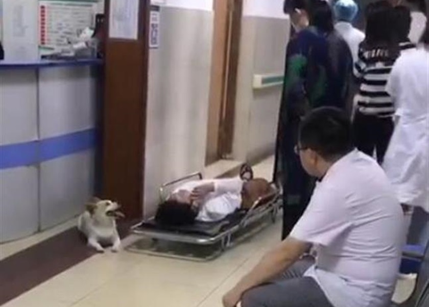 江蘇一名婦人被車撞傷送院,小狗一直留在身邊寸步不離。網圖
