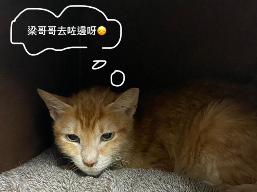 梁晃維雖然正被還柙中,但他依然記掛10歲大的貴婆婆。Carman Chan FB