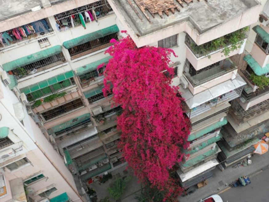 9層樓高勒杜鵑盛開,成打卡聖地。(網圖)