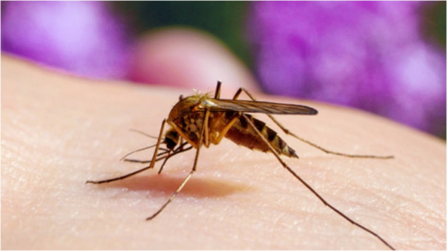 瘧疾是由受感染的雌性按蚊（瘧疾病媒）傳播的疾病。資料圖片