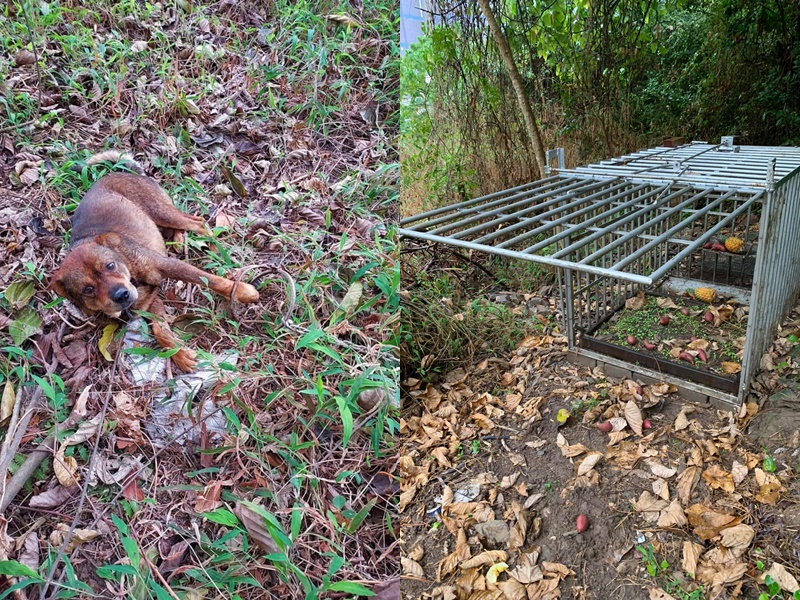 關注組因有唐狗被捕獸器所傷,因此到場調查,並發現捕獸籠。香港野豬關注組FB圖片