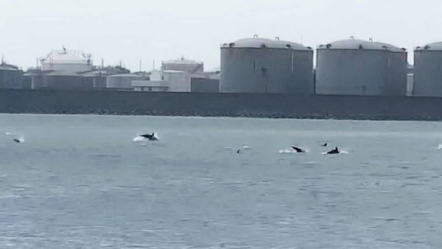 逾200條海豚誤闖台中港。