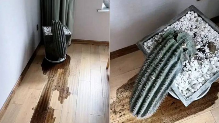 廣東一名女網民稱栽種兩年的仙人掌竟是膠製,直嘆有點崩潰。網上圖片