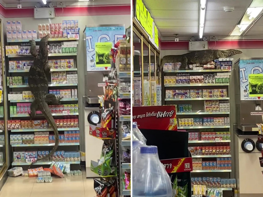 泰國巨蜥闖便利店攀爬貨架,民眾尖叫拍片。(FB影片截圖)