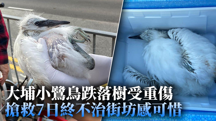 大埔小鷺鳥跌落樹受重傷 搶救7日終不治街坊感可惜