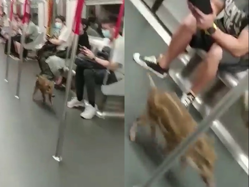小野豬在港鐵車廂亂竄。網上片段截圖