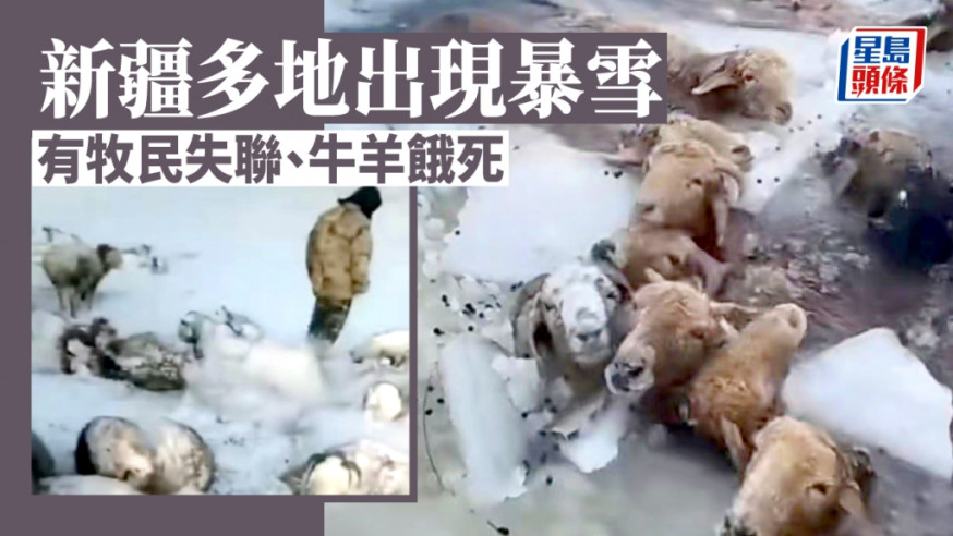 疫情封控無法轉場，新疆暴雪牛羊受災面臨餓死。互聯網