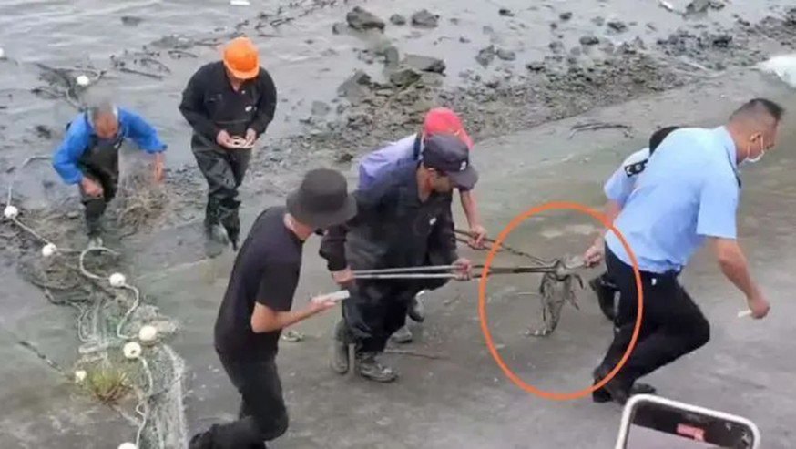 黃浦江畔驚現鱷魚，連續6天地毯式搜尋，警方攜手多部門捕獲。