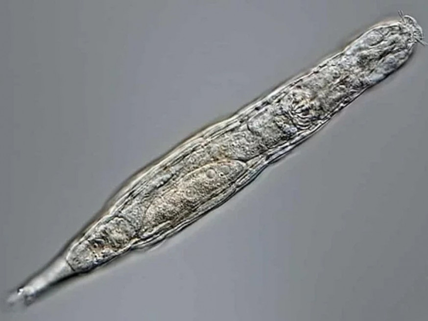 研究人員在西伯利亞永凍土發現一種逾兩萬年前的蠕蟲狀生物,竟然在沒有性行為的情況下繁衍了數百萬年。網圖