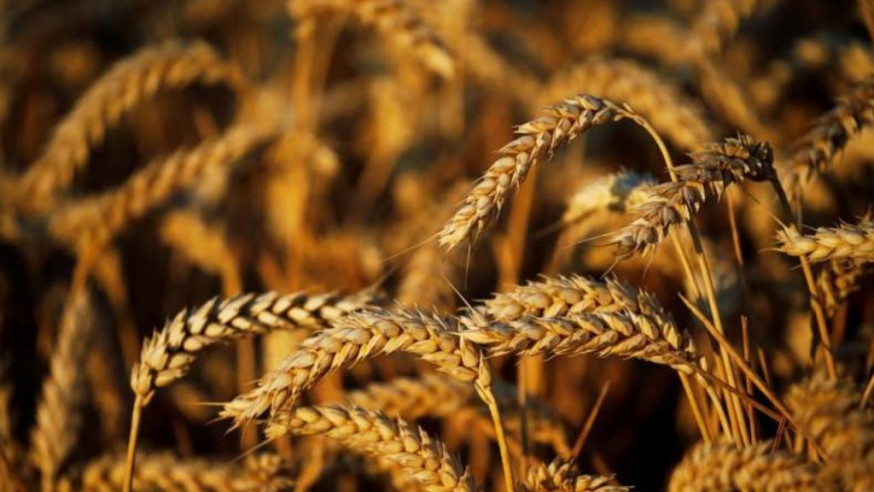 俄羅斯改以盧布結算穀物出口關稅。路透社資料圖片