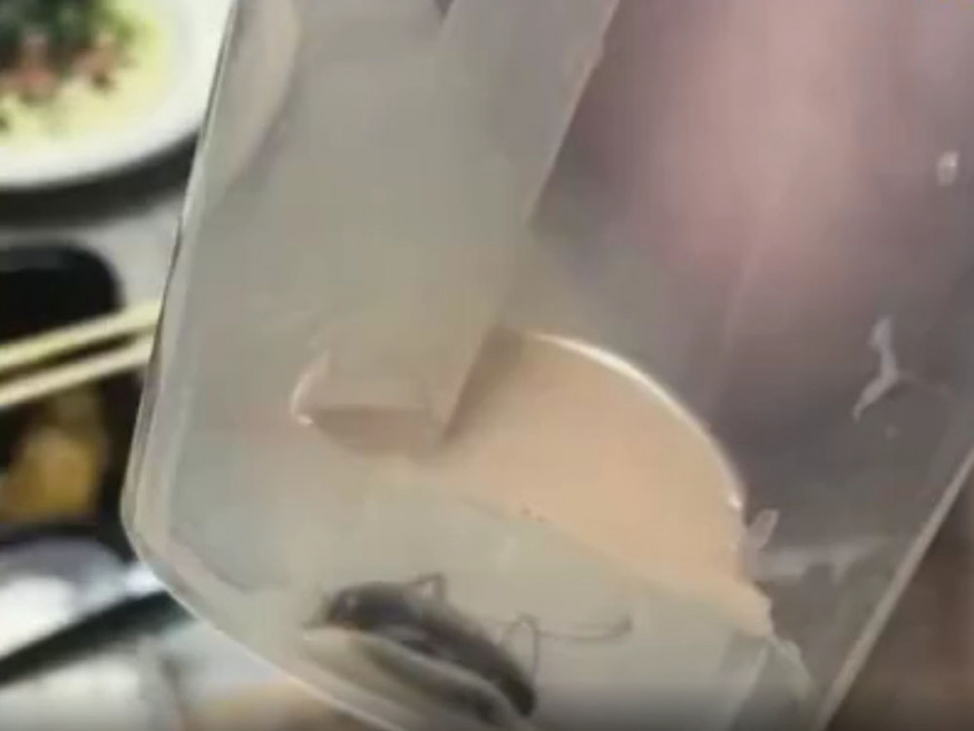 喝完奶茶驚見杯底有蟑螂,女客投訴反遭恐嚇。