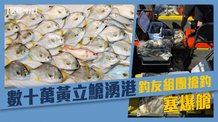 有釣魚發燒友拍照,出海釣得多條黃立䱽。