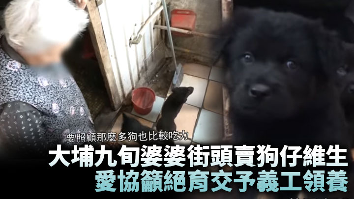 大埔九旬婆婆街頭賣狗仔維生 愛協籲絕育交予義工領養