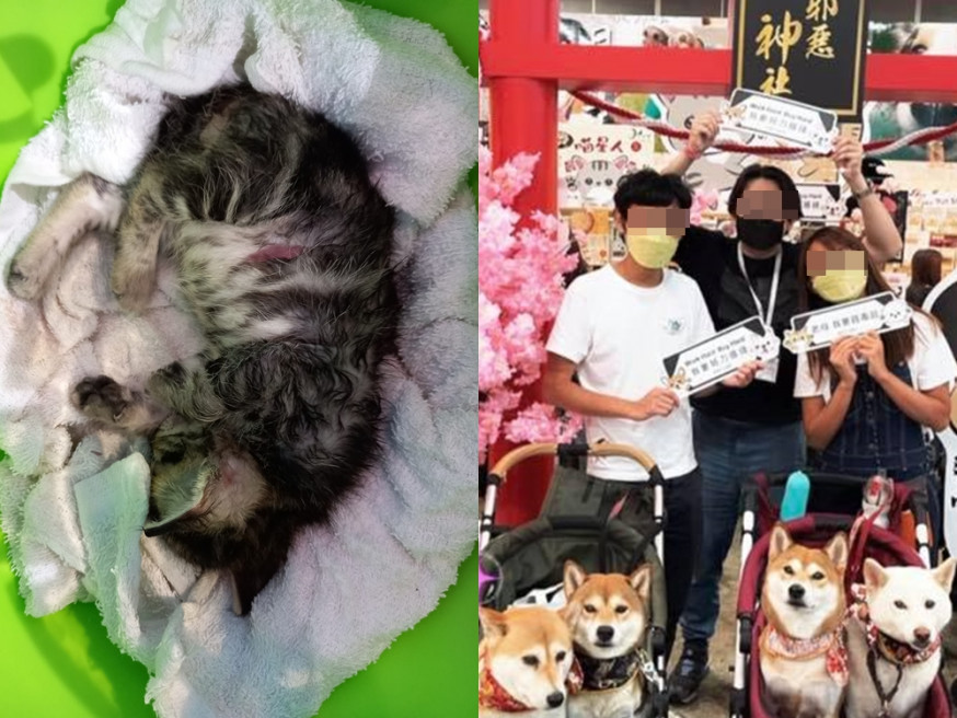 貓咪寵物展遭柴犬咬死。左:天下貓貓一樣貓FB圖片;右:西環變幻時圖片