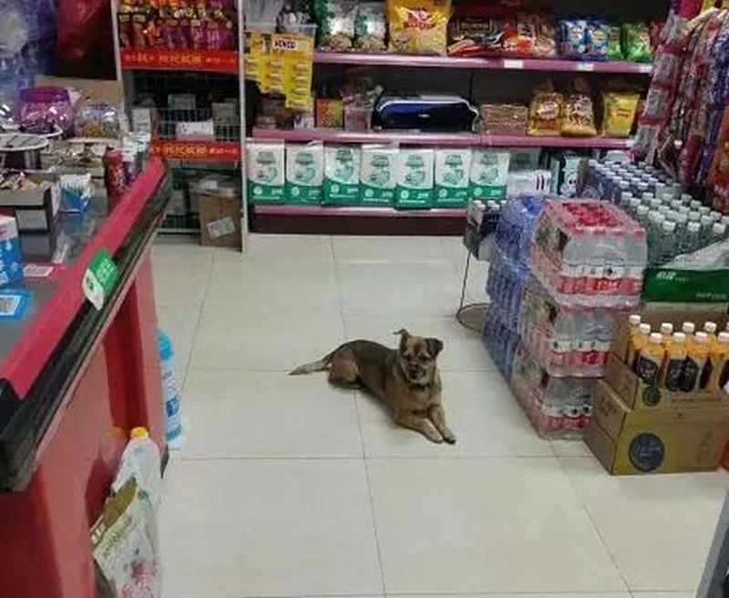 主人武漢太康醫院染疫去世,忠犬守在醫院三個多月不願離去。(網圖)