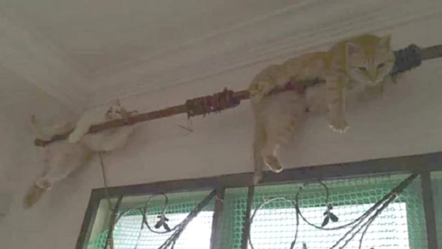 貓咪自己爬上了窗簾杆保住小命。互聯網圖片