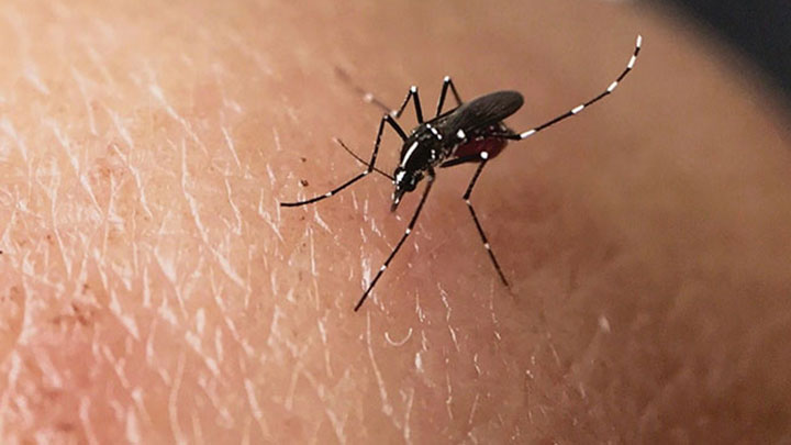 8月份全港白紋伊蚊誘蚊器指數由7月份的9.7%進一步回落至6.3%。資料圖片