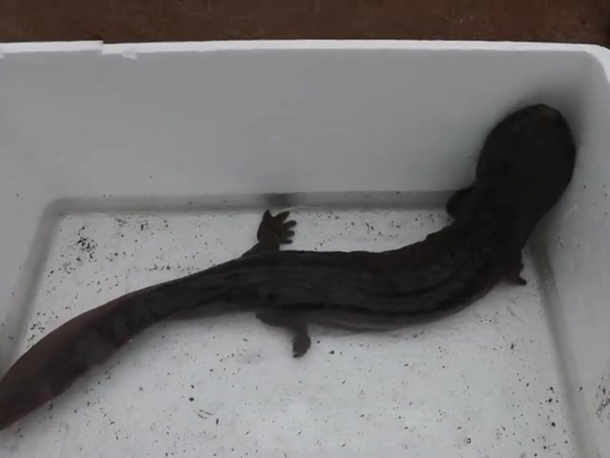 山東污水廠現娃娃魚。