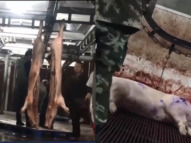死豬變身「白豬」。網圖