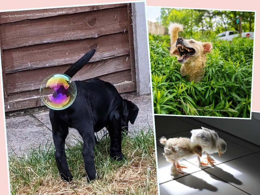 2021搞笑寵物攝影獎今日揭曉，得獎相片全部記錄了寵物們的可愛搞笑一面。互聯網圖片