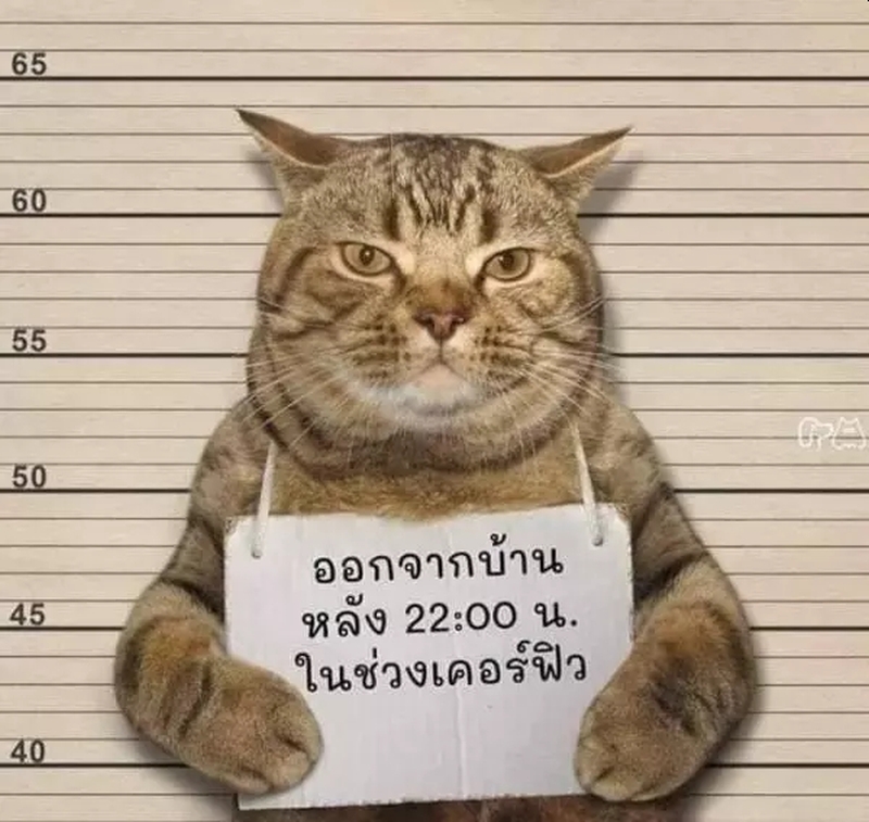 泰國警方逮捕一隻貓,指其違反外出禁令,還要求這隻貓舉著牌子拍攝標準「罪犯照」。(網圖)