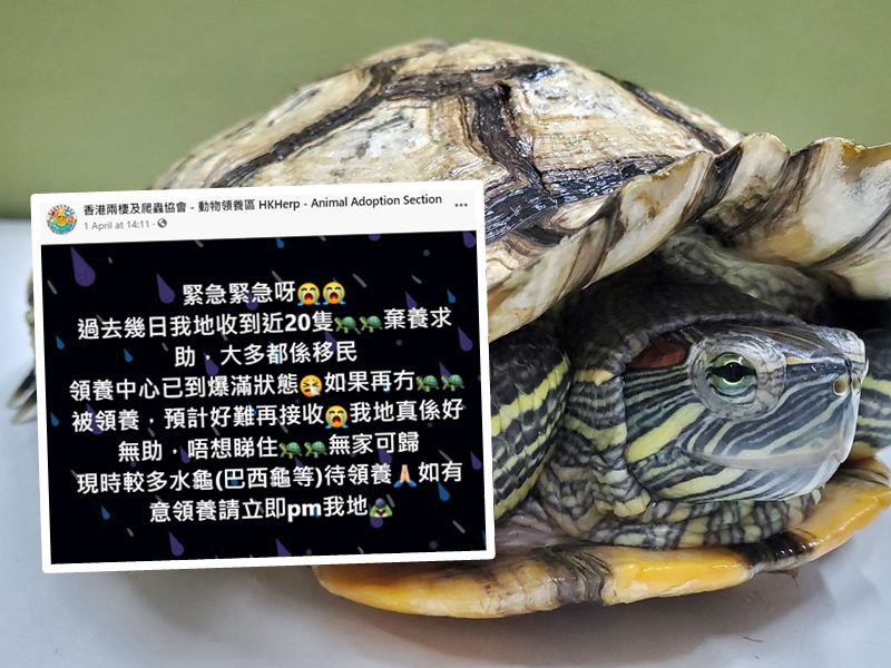 有慈善機構指,日前收到至少20隻烏龜的棄養求助,大多來自移民家庭。「香港兩棲及爬蟲協會 - 動物領養區」FB圖片