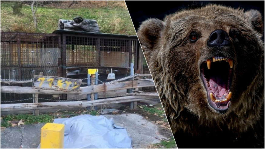 日男遭飼養逾20年的熊隻攻擊亡。twitter圖及unsplash圖(示意圖)