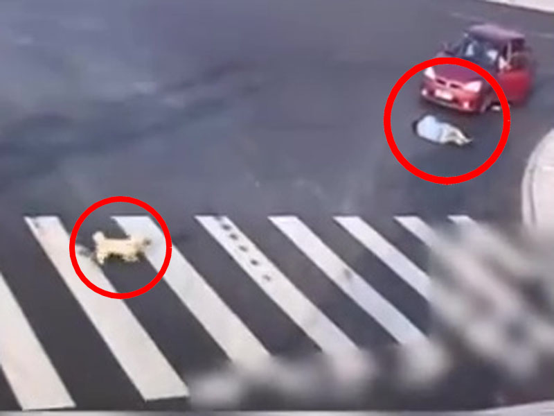 男子亂過馬路遭紅車撞倒。此時,一條小狗經過路口時,經斑馬線過馬路,現場給男子上了一課。(網圖)