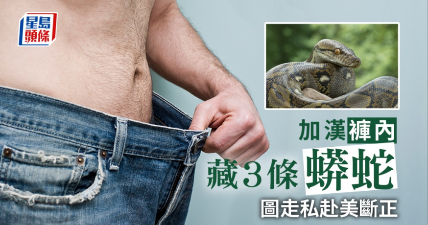 加漢褲內藏3條蟒蛇圖走私赴美 面臨最多近200萬港元罰款