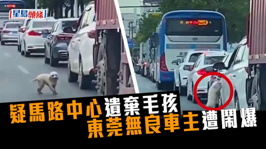 東莞日前有車主疑在馬路中心遺棄小狗，惹來網民猛烈批評。網上影片截圖