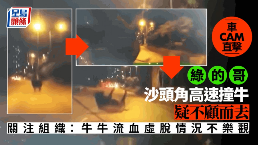 車CAM|綠的哥沙頭角高速撞牛疑不顧而去 被網民狠批「眼盲」兼反應慢
