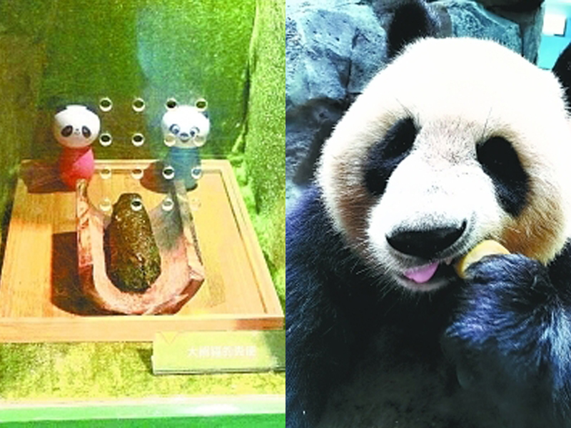 湖北武漢動物園,近日推出聞熊貓便便的體驗服務,遊客可以通過小孔聞到新鮮的熊貓便便。(網圖)