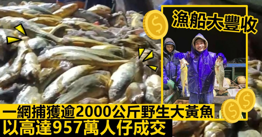 船員興奮地展示捕獲的野生大黄魚。網圖