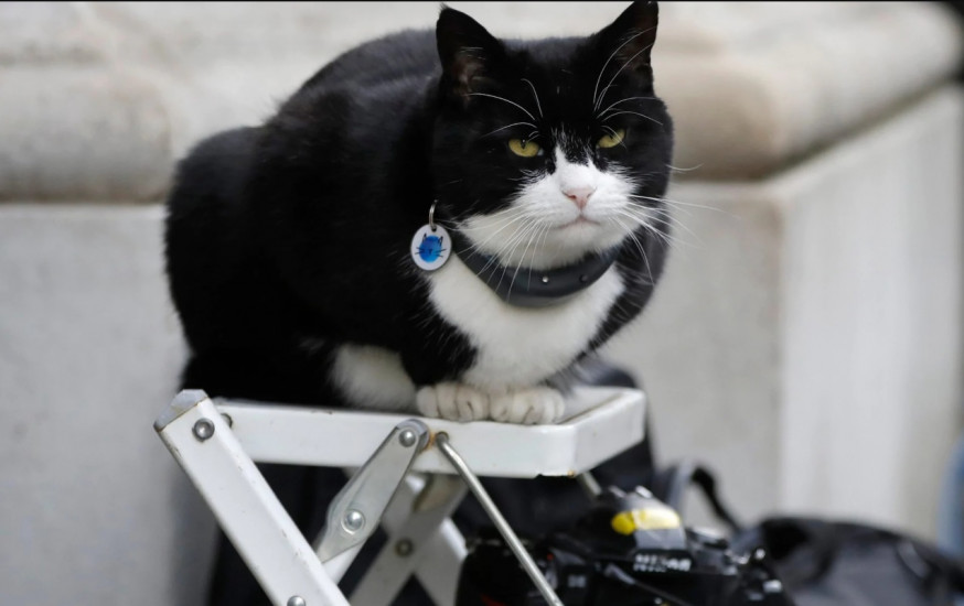 英國外交部的「首席捕鼠官」帕默斯頓(Palmerston)。AP