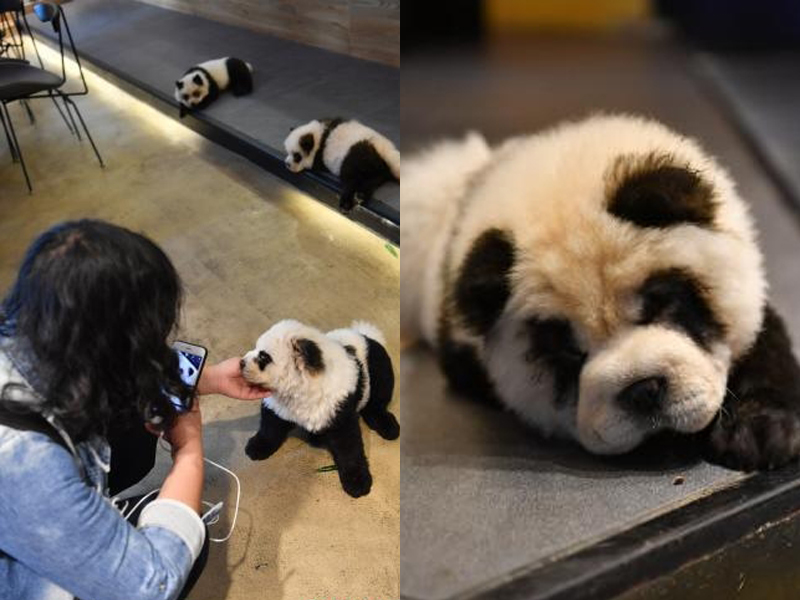 涉事寵物咖啡館「糖果星球」為犬隻染色成熊貓模樣。