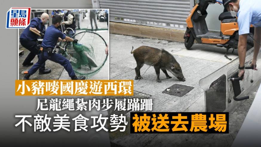 漁護署人員及愛護動物協會人員到場捕捉野豬。