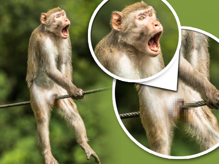 一年一度「搞笑野生動物攝影獎」(Comedy Wildlife Photography Awards)日前公布得獎名單。 (comedywildlifephoto官網相片)