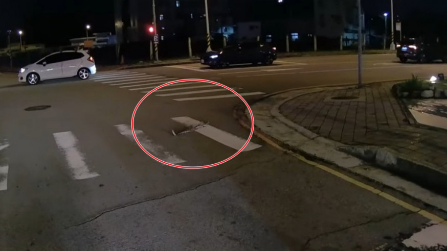 兩條蛇在馬路上交纏嚇壞人。影片截圖