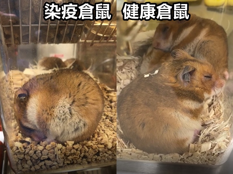 袁國勇團隊以倉鼠試驗。