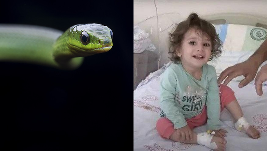 土耳其2歲女童遭蛇咬，竟反擊「咬死蛇」。