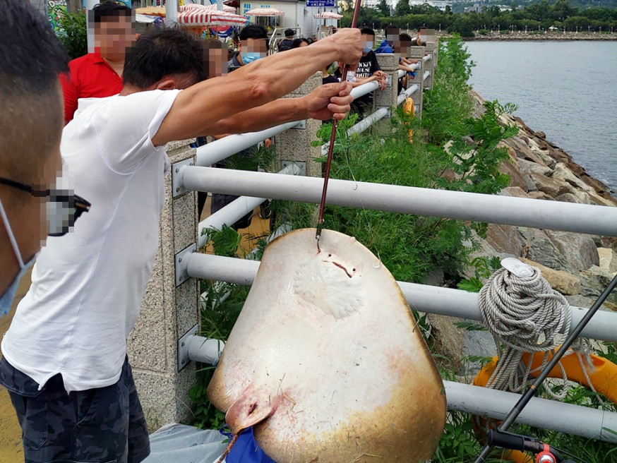 男子大埔釣魔鬼魚,網市民籲應及早放生。大埔 Tai Po FB圖片
