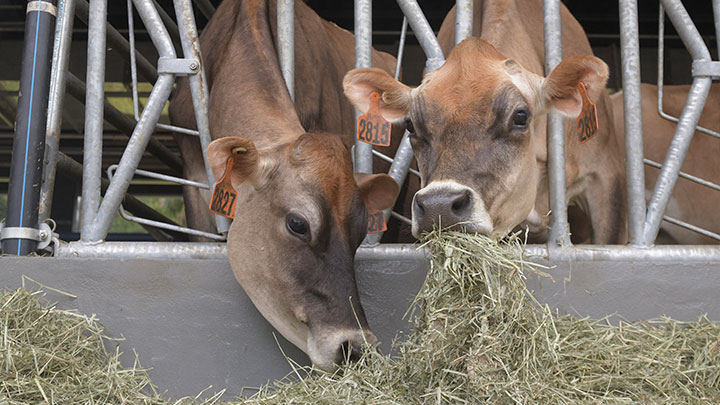 城大農場今日啟用，24隻娟姍牛已於上月由澳洲運抵。