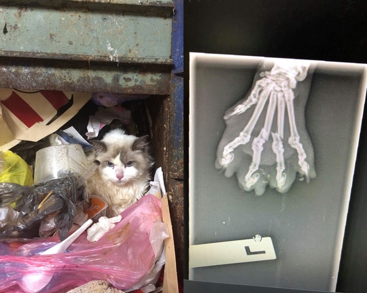 妒忌女友太愛貓澳洲華裔男扔貓入垃圾槽被判虐待動物罪成 頭條日報