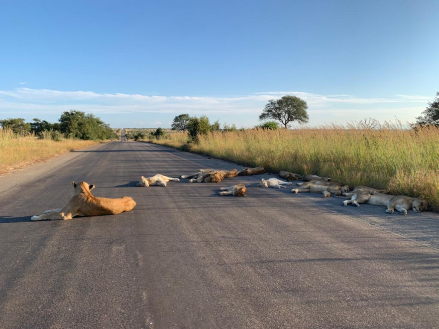 「Kruger National Park」Twitter 圖片