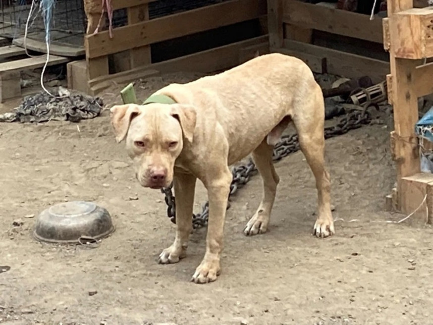 農業處人員評估,涉事鬥牛犬很可能被人道毀滅。互聯網圖片
