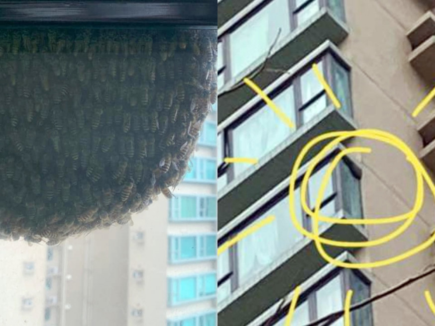 一名珀麗灣居民一朝早被「嗡嗡聲」嚇醒。珀麗灣快樂群組FB圖片