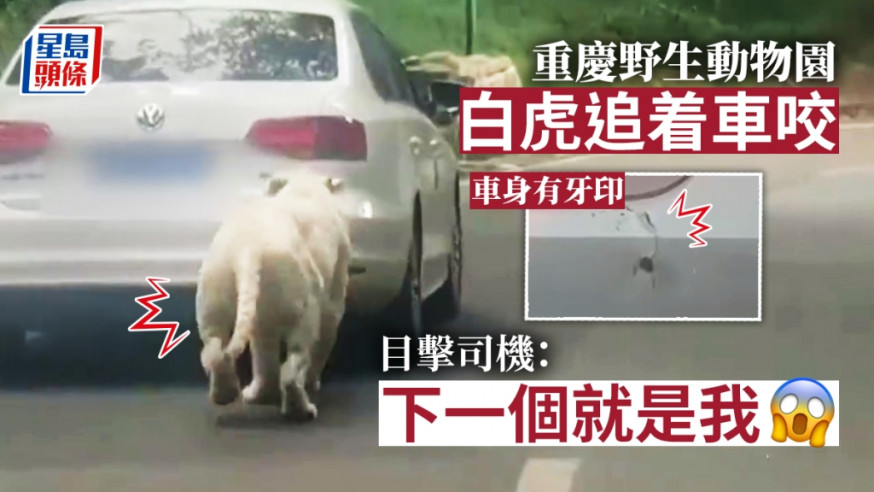 遊客車輛遭白虎追咬留下牙印,目擊者稱咬完還向他的車衝來。