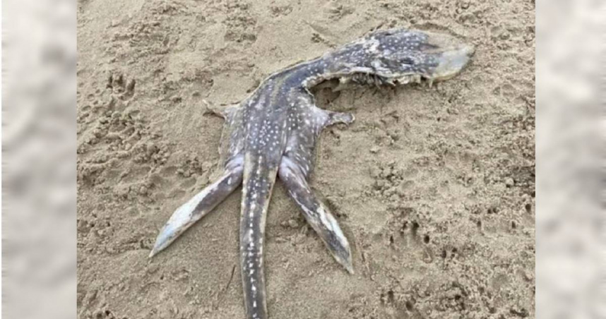 英國海灘現不明生物遺體 網友驚呼:尼斯湖水怪BB