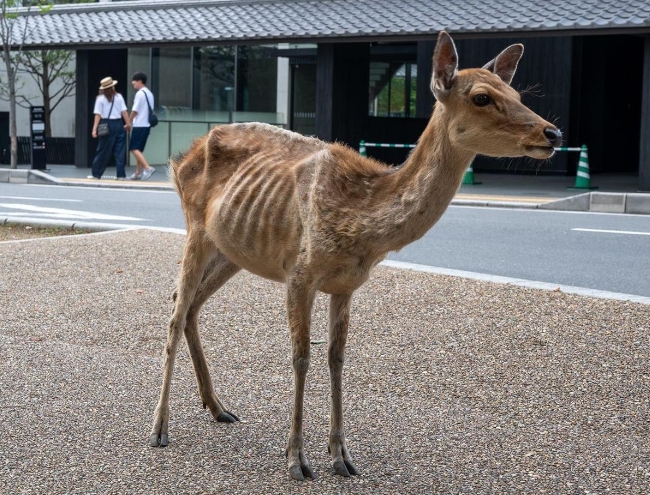 日本奈良鹿瘦到皮包骨專家 疑出現鹿餅依賴症 頭條日報