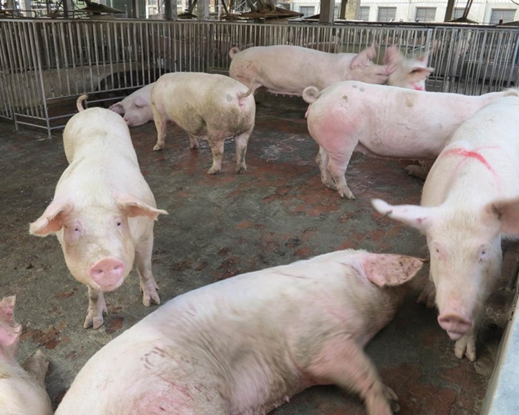 新疆傳入首宗非洲豬瘟個案。 資料圖片